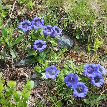 Affittacamere Sonnwendhof 3*