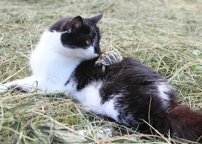 Vendégház Sonnwendhof 3*